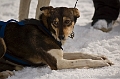 2009-03-14, Competition de traineaux a chiens au Bec-scie (145802)